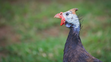 Curious Domestic Guinea-fowl