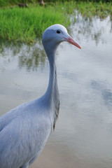 Blue Crane at rehabilitation center