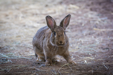 Bunny rabbit in enclosure