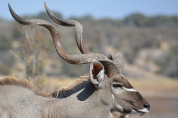 botswana (safari fotografico)