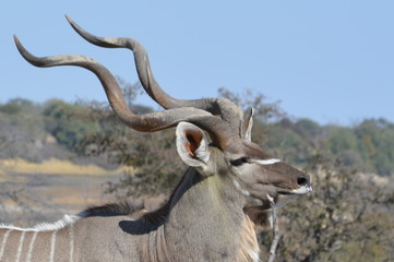 botswana (safari fotografico)