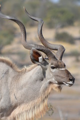 botswana (safari fotografico)