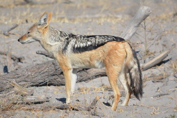 botswana (safari fotografico)