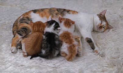 Kittens with their mother