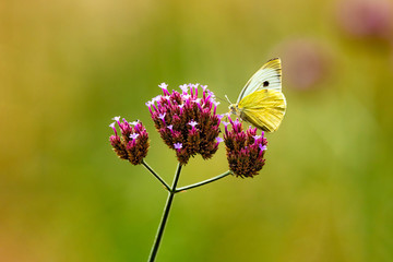 Schmetterling auf Blüte