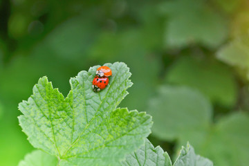 Two red bug is mating on a leaf of a currant bush, one of them orange and without dots