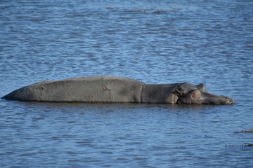 Fototapeta premium botswana (safari fotografico)