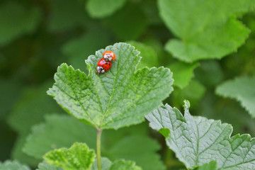 Two red bug is mating on a leaf of a currant bush, one of them orange and without dots