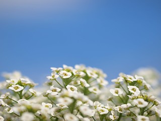 スイートアリッサムの花