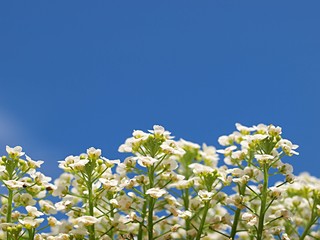 スイートアリッサムの花
