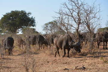 botswana (safari fotografico)