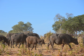 Fototapeta premium botswana (safari fotografico)