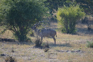 botswana (safari fotografico)