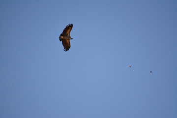 botswana (safari fotografico)