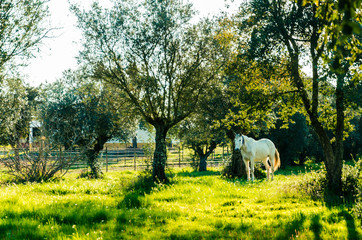 Obraz premium Cavalo Branco no campo no por do sol