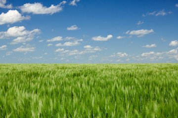 Green wheaten sprouts in the field and cloudy sky. Bright spring landscape.