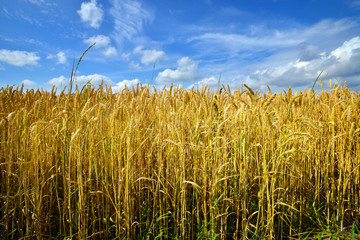 Cultivated wheat field under blue sky with clouds