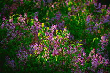 Fototapeta premium Purple lilac flowers in the garden at the sunshine.