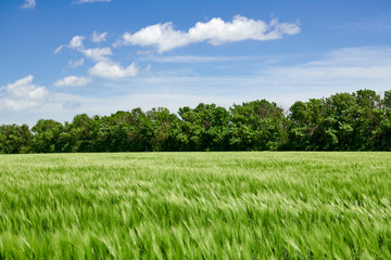 Green wheaten sprouts in the field and cloudy sky. Bright spring landscape.