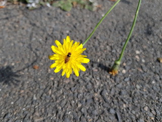 Insecte sur une fleur jaune