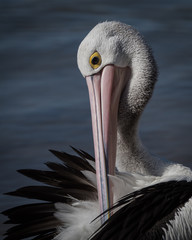 Preening Australian Pelican at Woy Woy, New South Wales, Australia
