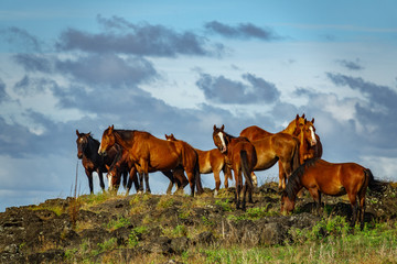 Fototapeta na wymiar Profile of wild horses group over the hill