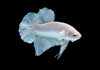 Betta fish white in the aquarium