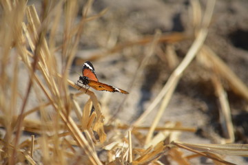 BOTSWANA (safari fotografico)