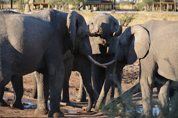 BOTSWANA (safari fotografico) © JORGE