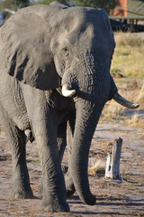 BOTSWANA (safari fotografico)