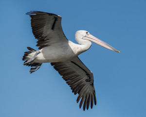 Fototapeta na wymiar Australian pelican in flight over Woy Woy, New South Wales.