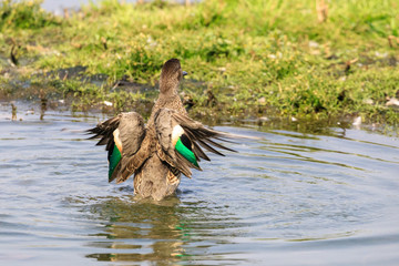 anatra nel lago con le ali aperte	