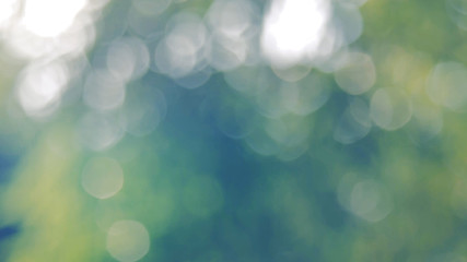 Obraz premium Sunlight green bio background, abstract blurred foliage sun light. Organic design nature abstract background with copyspace for text advertising design. Blur nature image in sunshine and bokeh effect