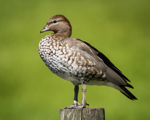 Australian wood duck in Brisbane, Queensland, Australia.