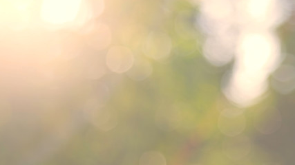 Fototapeta premium Yellow sunshine on the leaf. Defocused abstract nature background. Royalty high-quality free stock video footage of natural blurred bokeh background from leaf and tree effects bokeh bubble light copy 