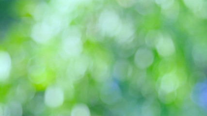 Obraz premium Sunlight green bio background, abstract blurred foliage sun light. Organic design nature abstract background with copyspace for text advertising design. Blur nature image in sunshine and bokeh effect