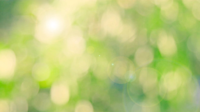 Nature yellow bokeh sun light flare and blur leaf abstract texture background, blurred natural green leaves yellow background. Stock image of bokeh light from the sun through the leaves with copyspace
