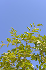 Obraz premium 新緑と青空