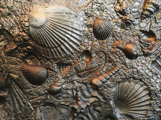 Texture. Background. A rock. Seashells.