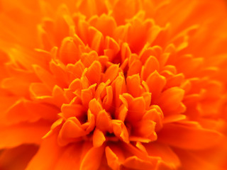 Nature. Plant. Orange flower. macro photography