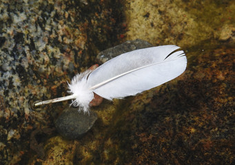 Nature. Feather birds on the water.