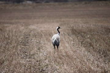 sandhill crane in a field