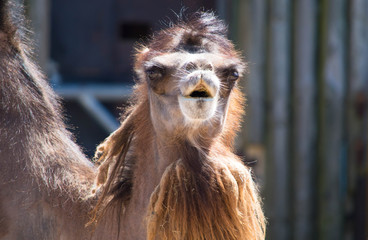 bactarian camel against blurred background