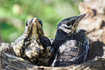 Two grown-up nestlings of a thrush sit in a nest located on the pine tree