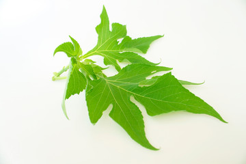 Fototapeta premium Green leaf on white background isolated