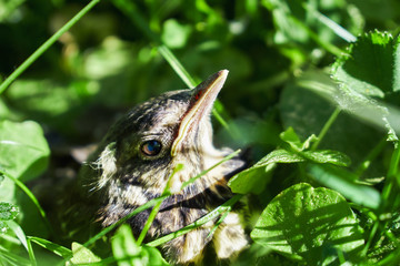Scared grown-up nestling of a thrush who has just jumped down from the nest to the ground hiding in green grass