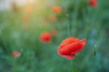 Fototapeta na wymiar Poppy flowers field nature spring background. Blooming Poppies memory symbol. Armistice or Remembrance day background.