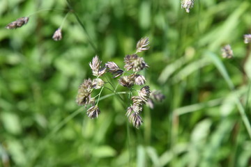 Orchard grass is the cause of hay fever.