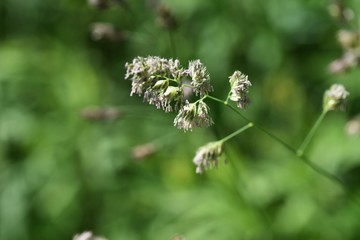Orchard grass is the cause of hay fever.