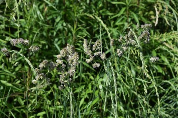 Orchard grass is the cause of hay fever.